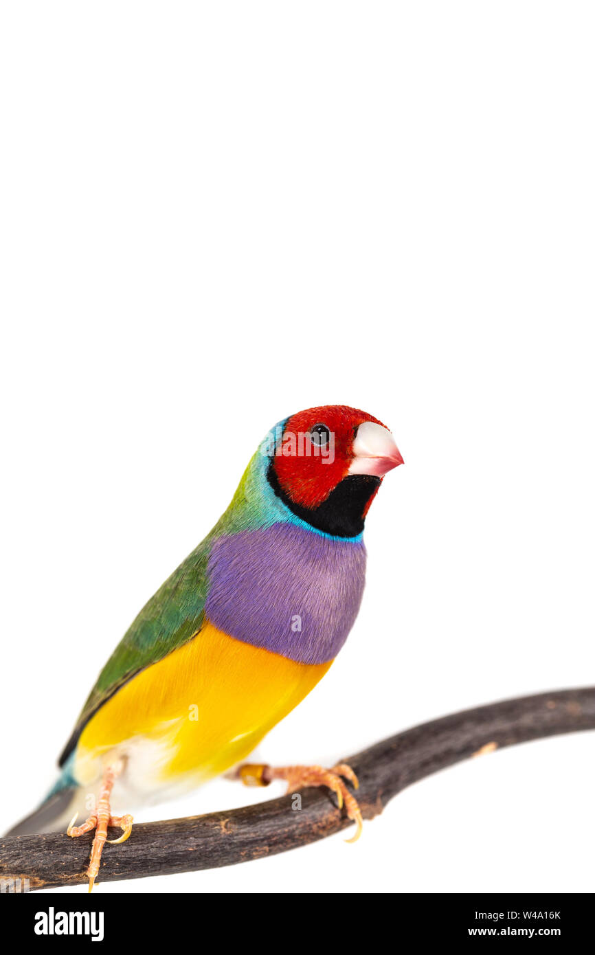 Gouldian finch colorés Oiseau (Erythrura gouldiae) sur fond blanc Banque D'Images