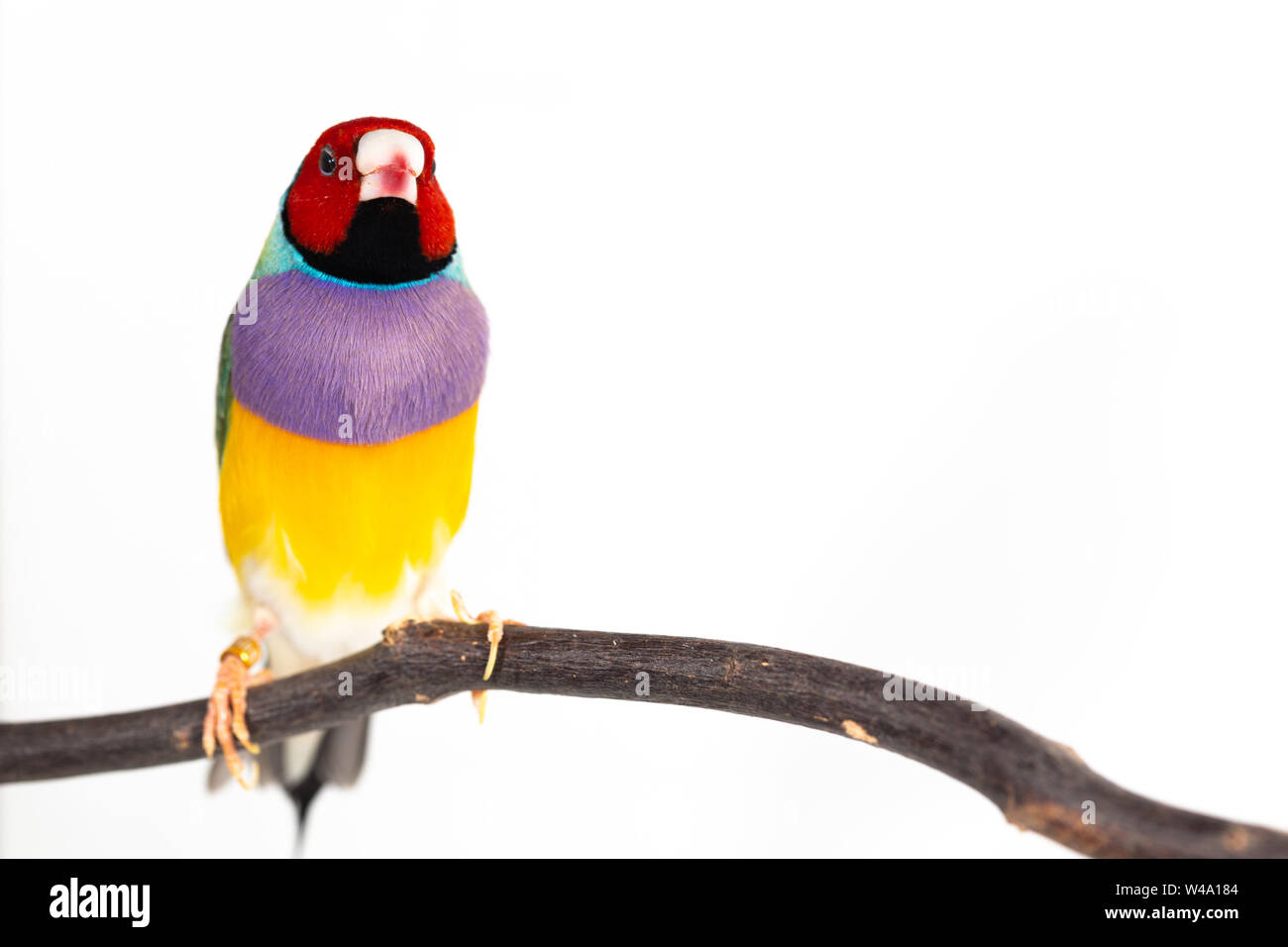 Gouldian finch colorés Oiseau (Erythrura gouldiae) sur fond blanc Banque D'Images