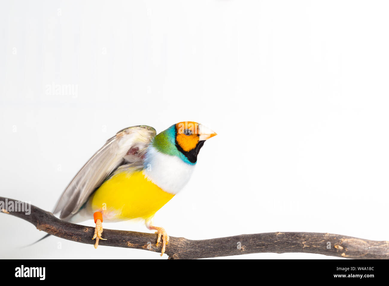 Gouldian finch colorés Oiseau (Erythrura gouldiae) sur fond blanc Banque D'Images