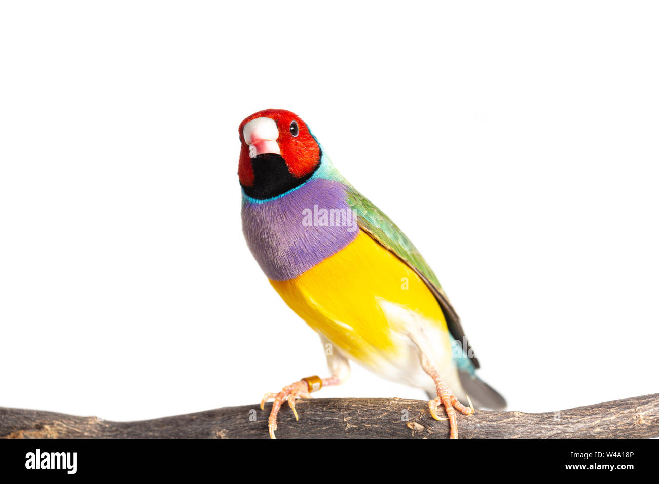 Gouldian finch colorés Oiseau (Erythrura gouldiae) sur fond blanc Banque D'Images