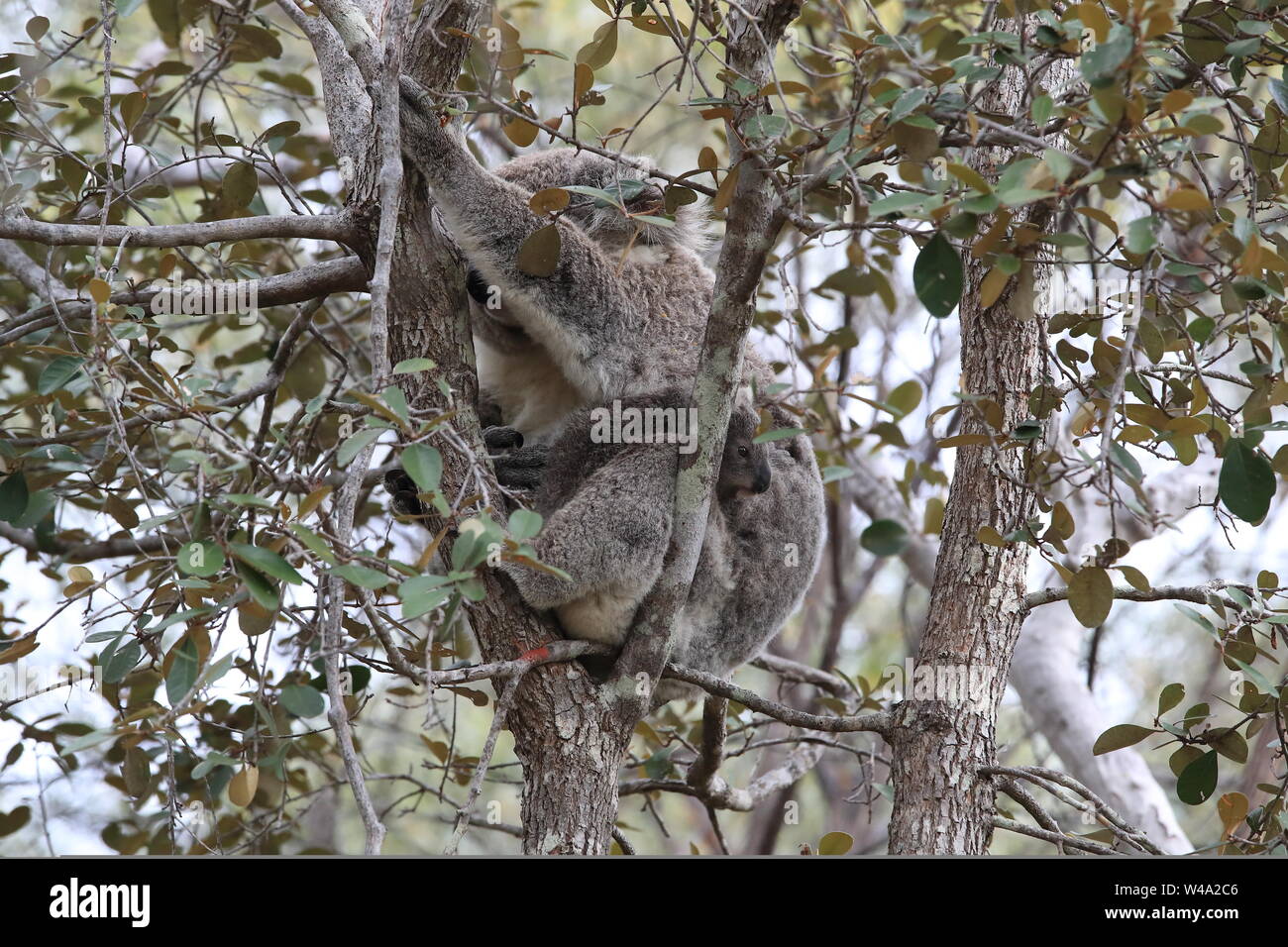 Un bébé koala et mère assis dans un gommier sur Magnetic Island, Queensland, Australie Banque D'Images