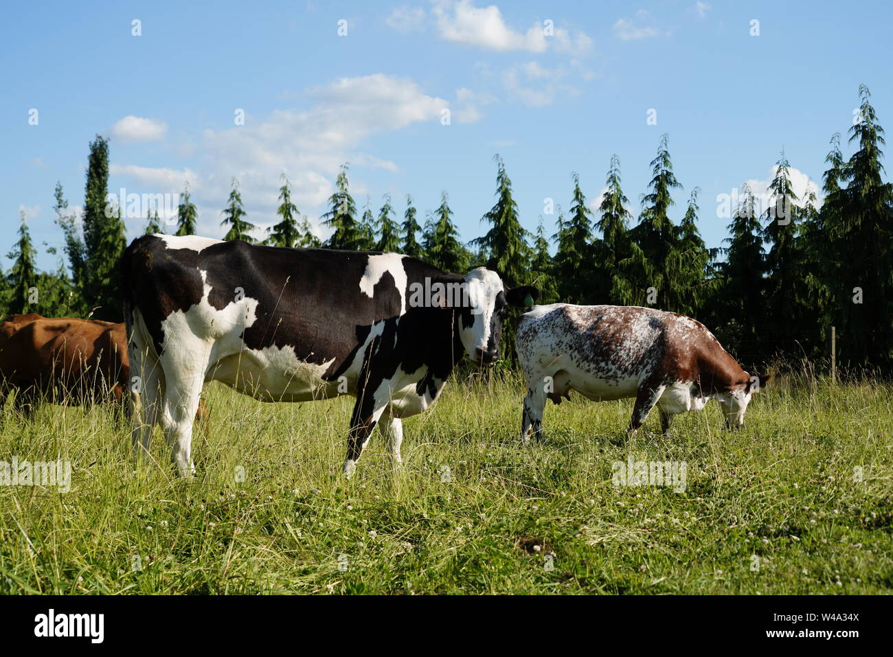 Vaches qui paissent dans un champ Banque D'Images