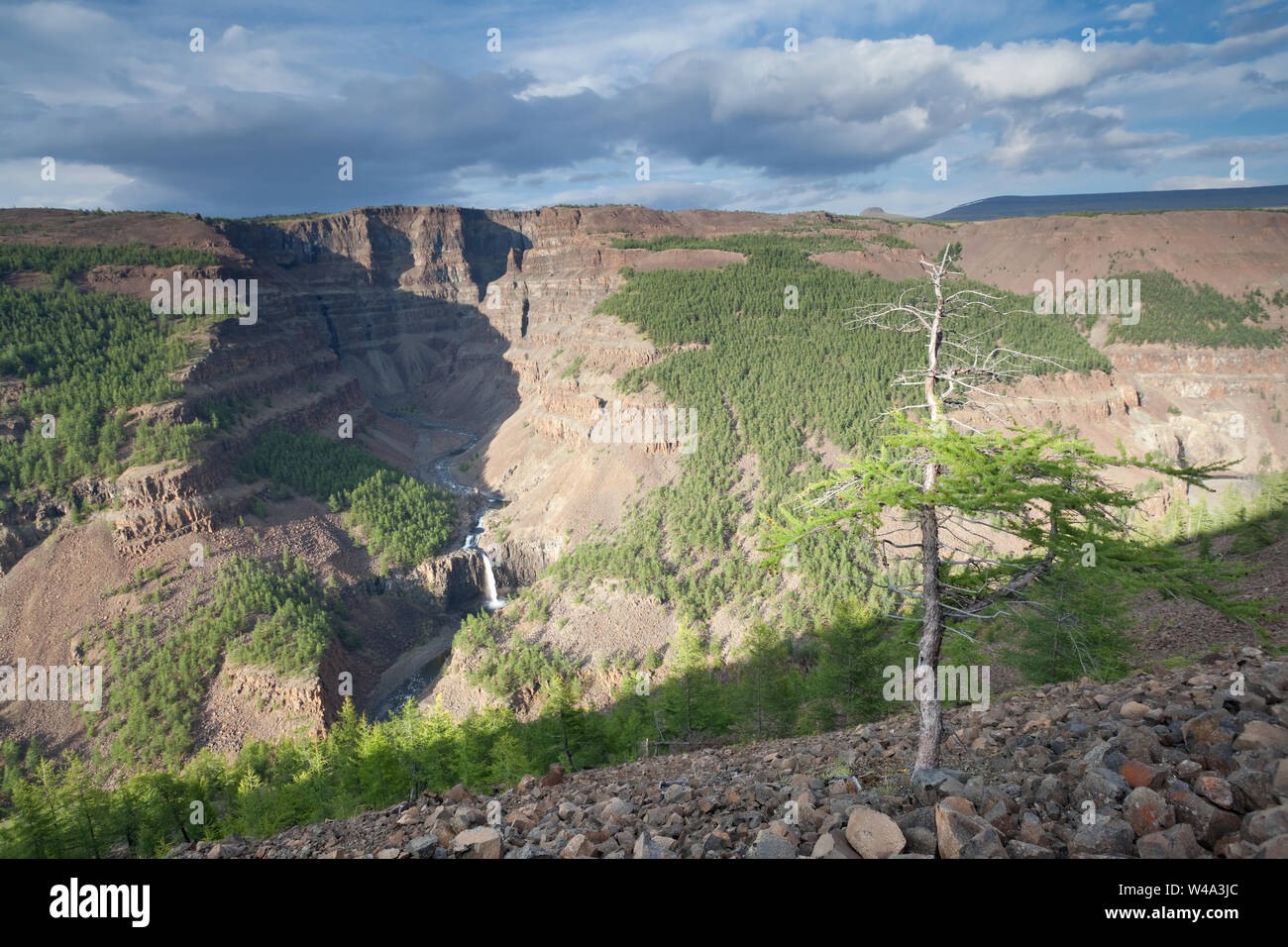 Pins et cascades dans le canyon de la rivière Kanda, plateau Putorana, Nord de la Russie, réserve naturelle Putoranskiy. Banque D'Images