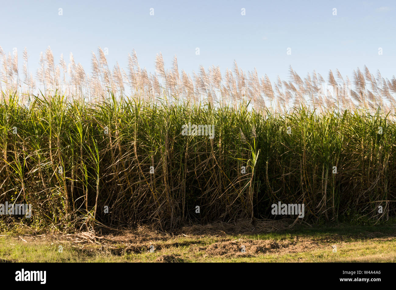 Les champs de canne à sucre dans la région de Mackay de Queensland en Australie. Mackay est le plus grand producteur de sucre dans le Queensland et le deuxième plus grand producteur de sucre Banque D'Images