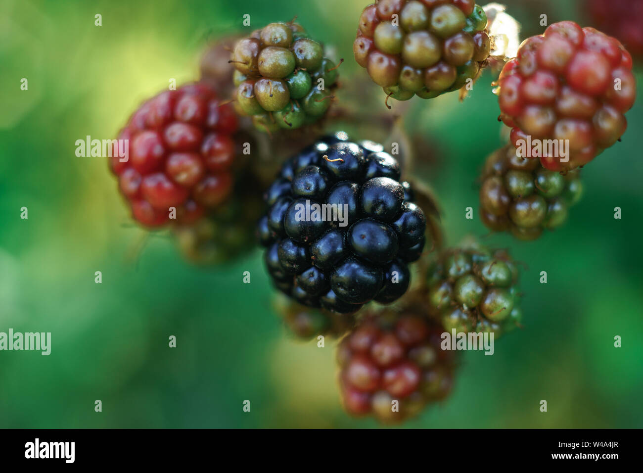 Close up de mûres sur un terminal blackberry bush, dans une ferme Banque D'Images