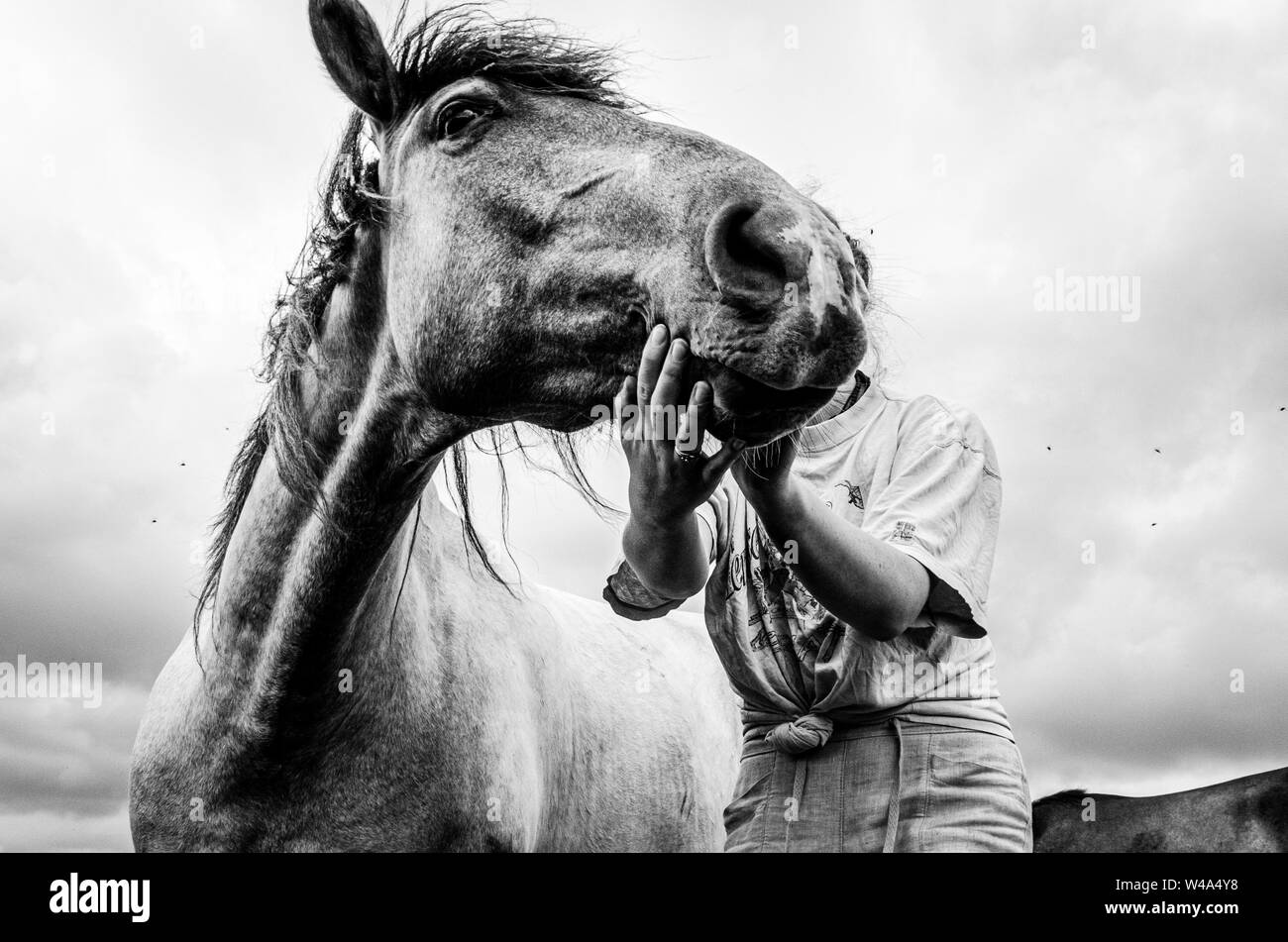 On pistonne tête de cheval par son cavalier Banque D'Images