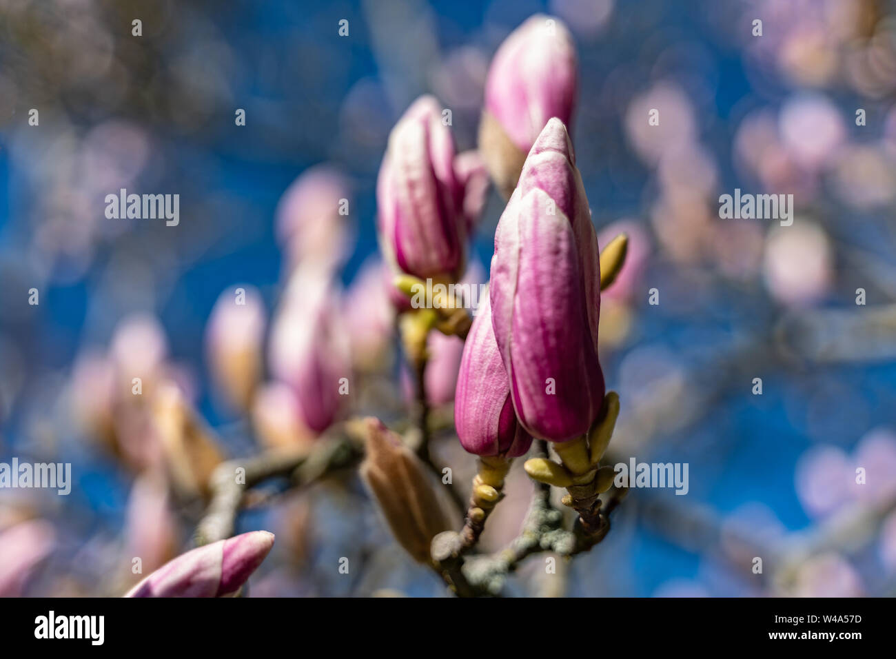 Magnolia en fleurs comme le signe de printemps, selective focus Banque D'Images