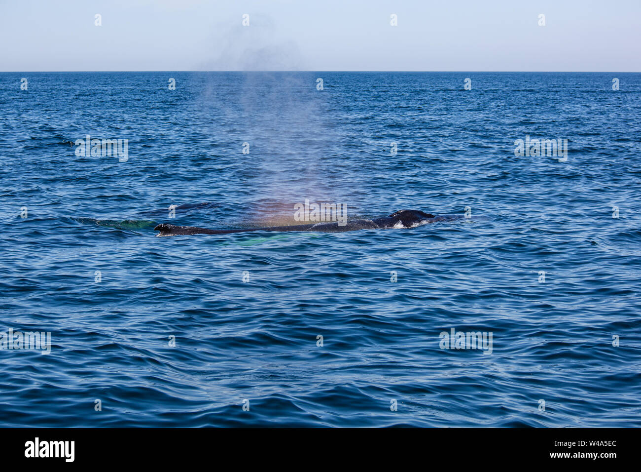 Effet arc-en-ciel vu dans le souffle d'une baleine à bosse au large de Plymouth, MA Banque D'Images