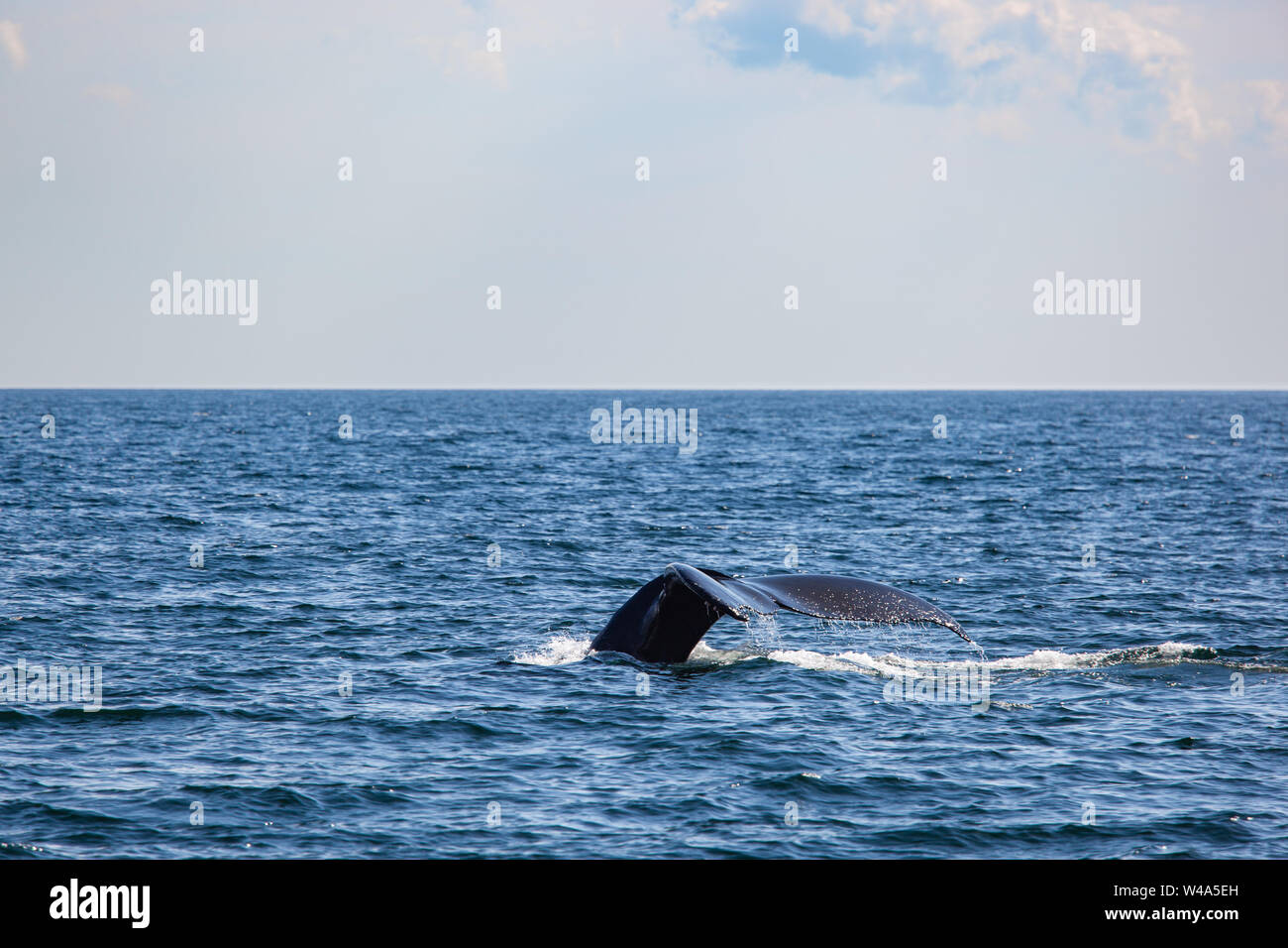 De la nageoire caudale d'une baleine à bosse de plongée de Plymouth, MA Banque D'Images