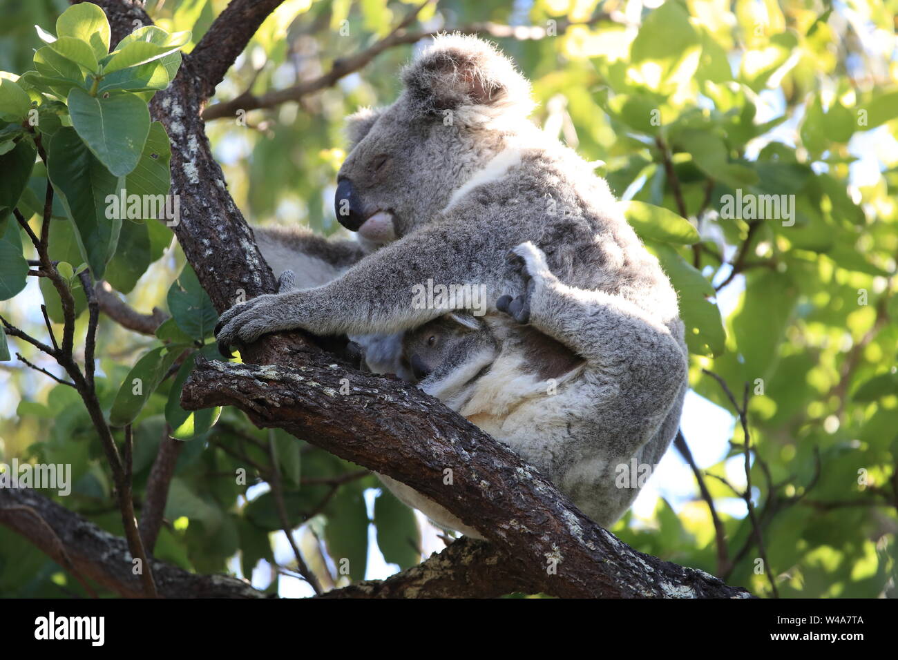 Un bébé koala et mère assis dans un gommier sur Magnetic Island, Queensland, Australie Banque D'Images