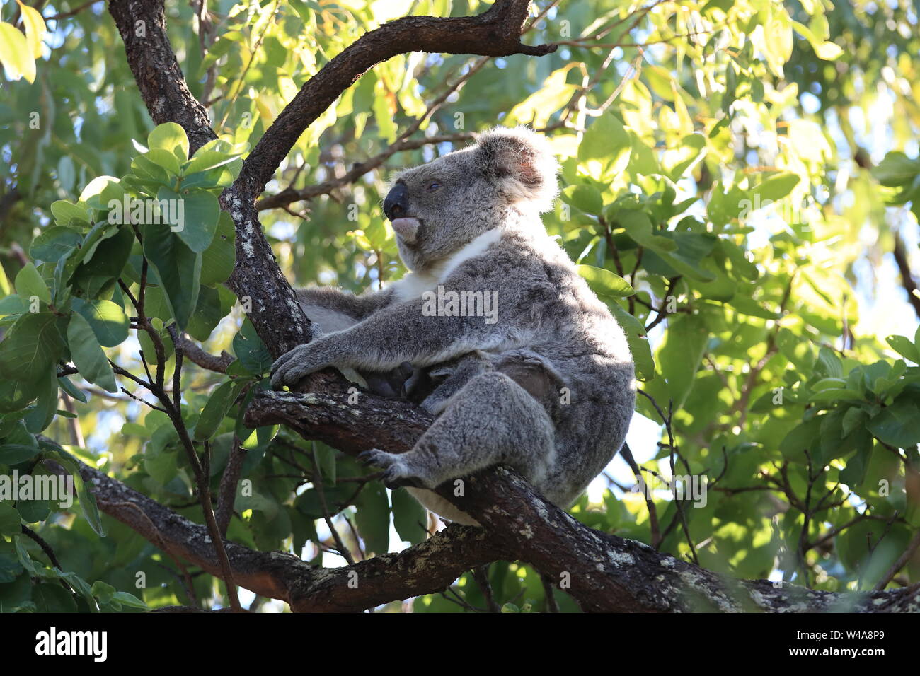 Un bébé koala et mère assis dans un gommier sur Magnetic Island, Queensland, Australie Banque D'Images