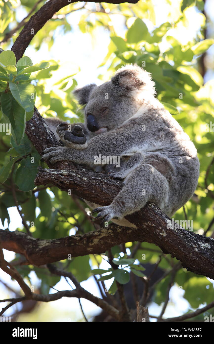 Un bébé koala et mère assis dans un gommier sur Magnetic Island, Queensland, Australie Banque D'Images