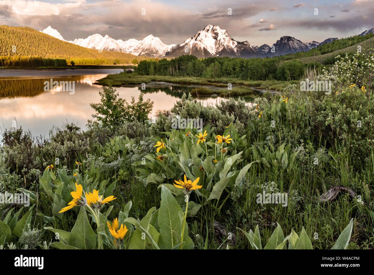 Mont Moran et les montagnes de Grand Teton d'Oxbow Bend reflétée à l'aube sur la rivière Snake au Parc National de Grand Teton dans Moran, Wyoming. Banque D'Images