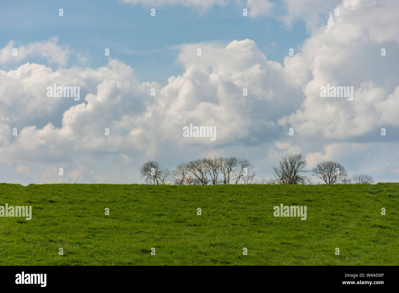 Paysage avec des silhouettes d'arbres sur l'arrière-plan et d'un champ sur l'avant-plan. Fond d'écran. Large vue de la façon de Cashel, Irlande. Paysage irlandais Banque D'Images