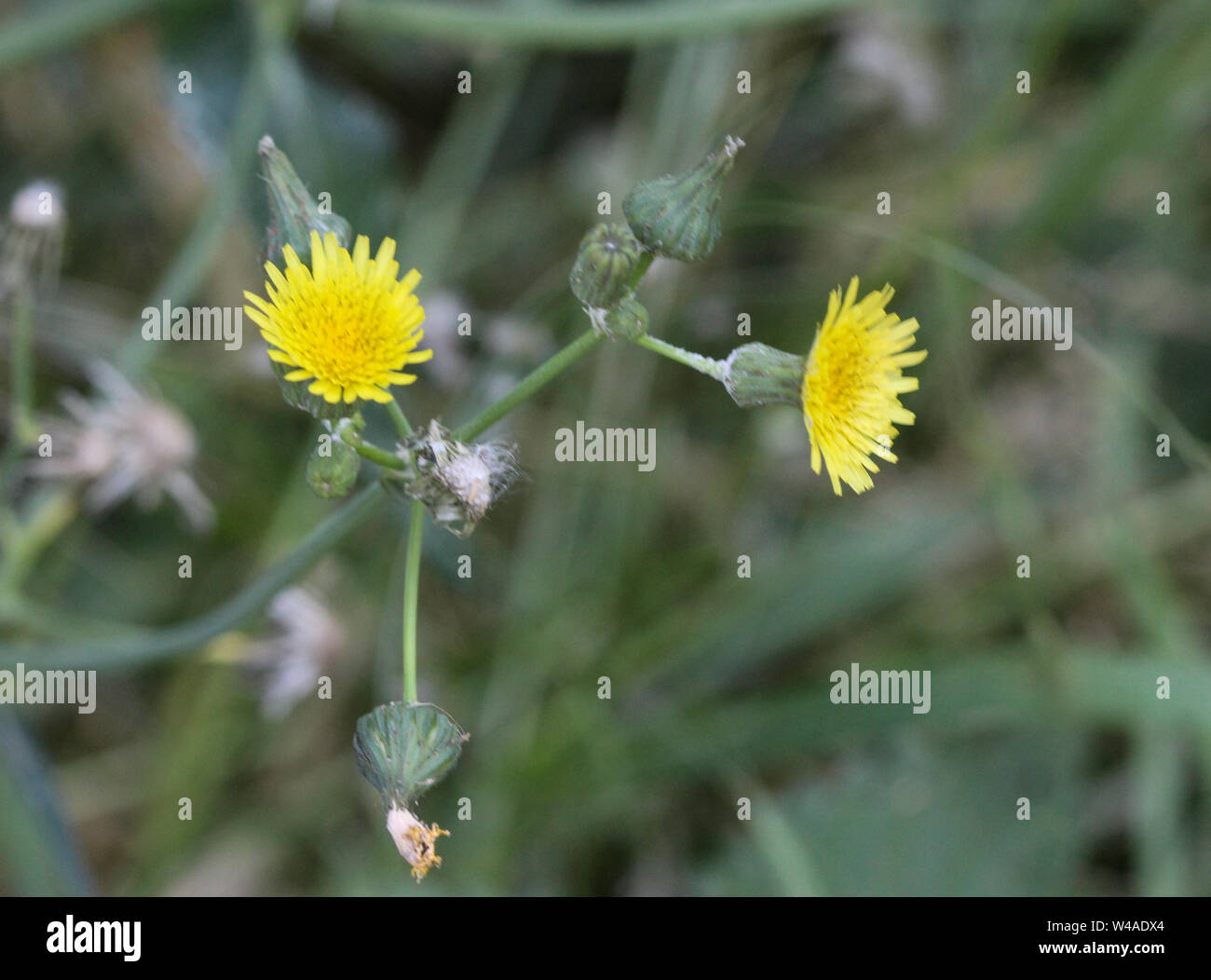 Close up de Sonchus asper, également connu sous le nom de figuier le laiteron rude, laiteron épineux, chardon de lait, bordées de sharp, laiteron épineux ou-l Banque D'Images