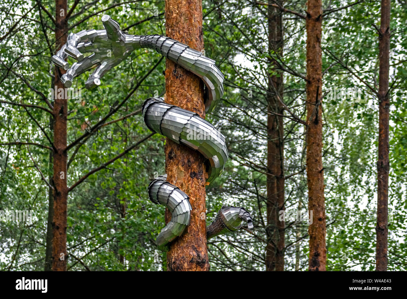 Le serpent se fait sous la forme d'une main de fer, twining le tronc d'un pin. Banque D'Images