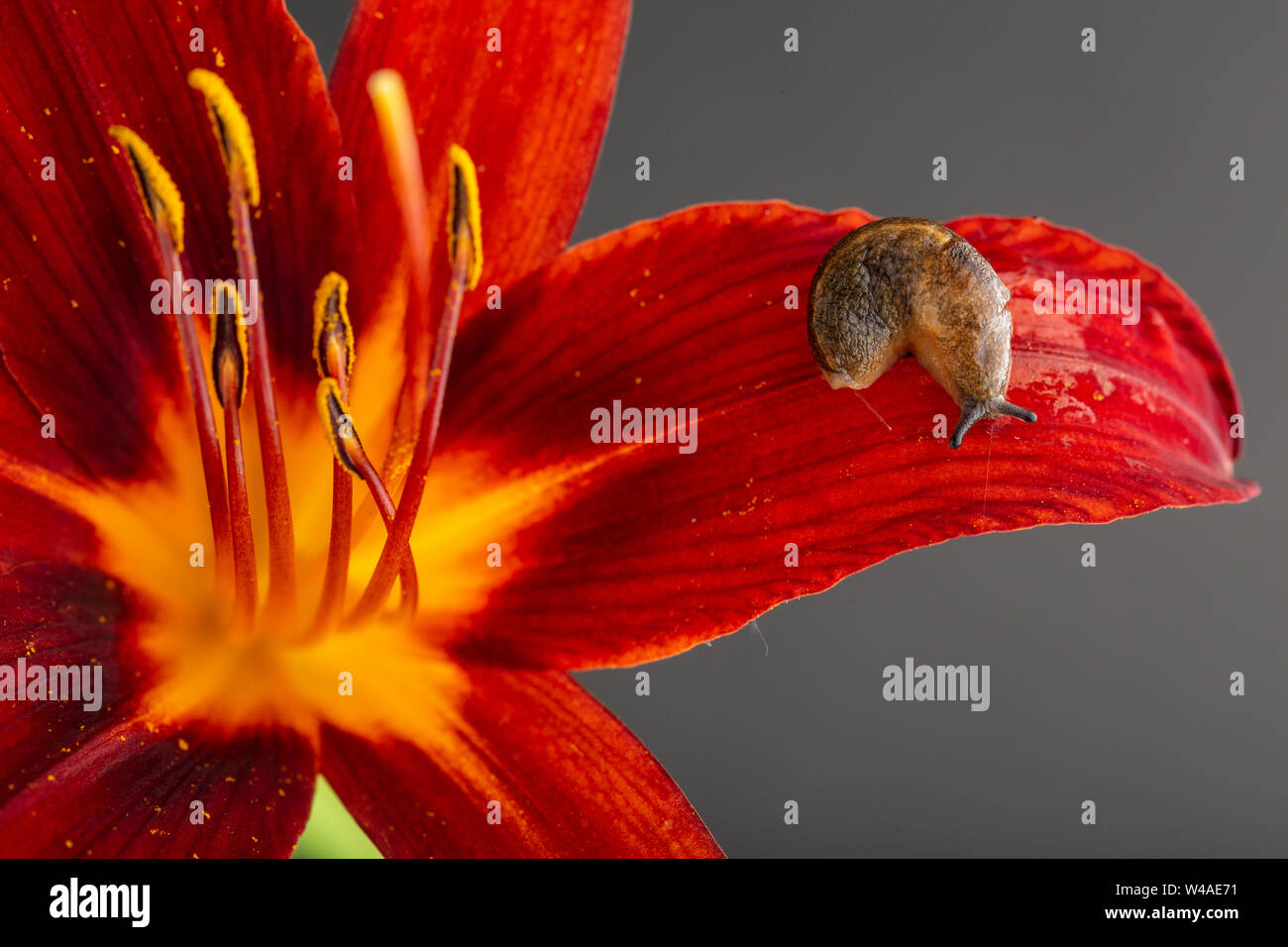 La limace (Tandonia sowerbyi carénées) sur le pétale d'une fleur rouge avec un fond bleu-gris Banque D'Images