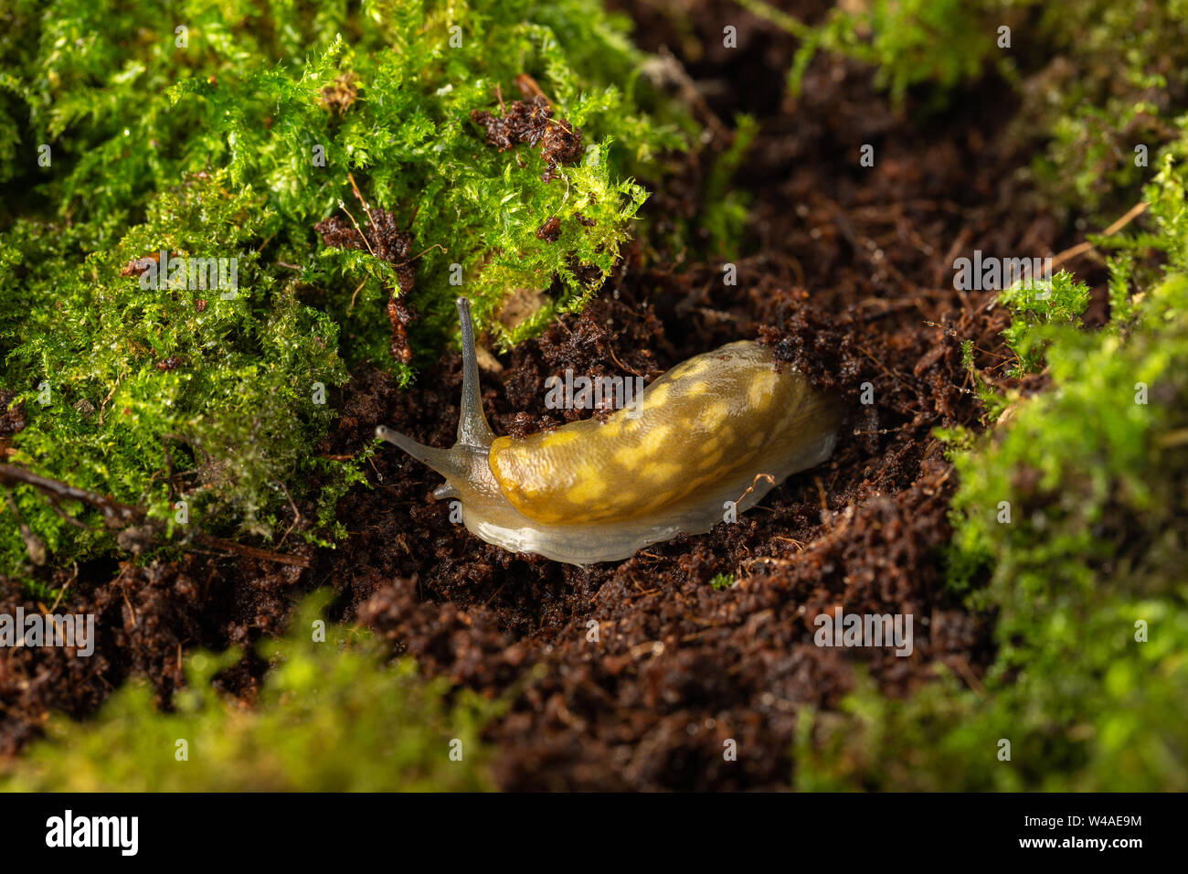 Cave jaune slug (Limacus flavus) creuser jusqu'à travers le sol, slug underground Banque D'Images