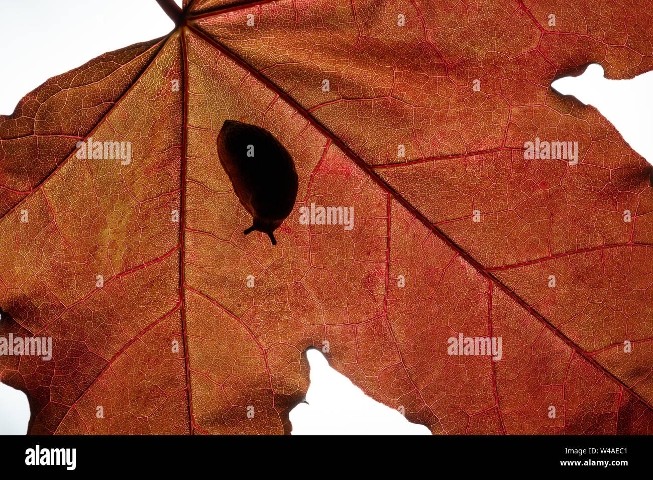 La grande limace rouge (Arion ater rufus) reposant sous une feuille au soleil du midi Banque D'Images