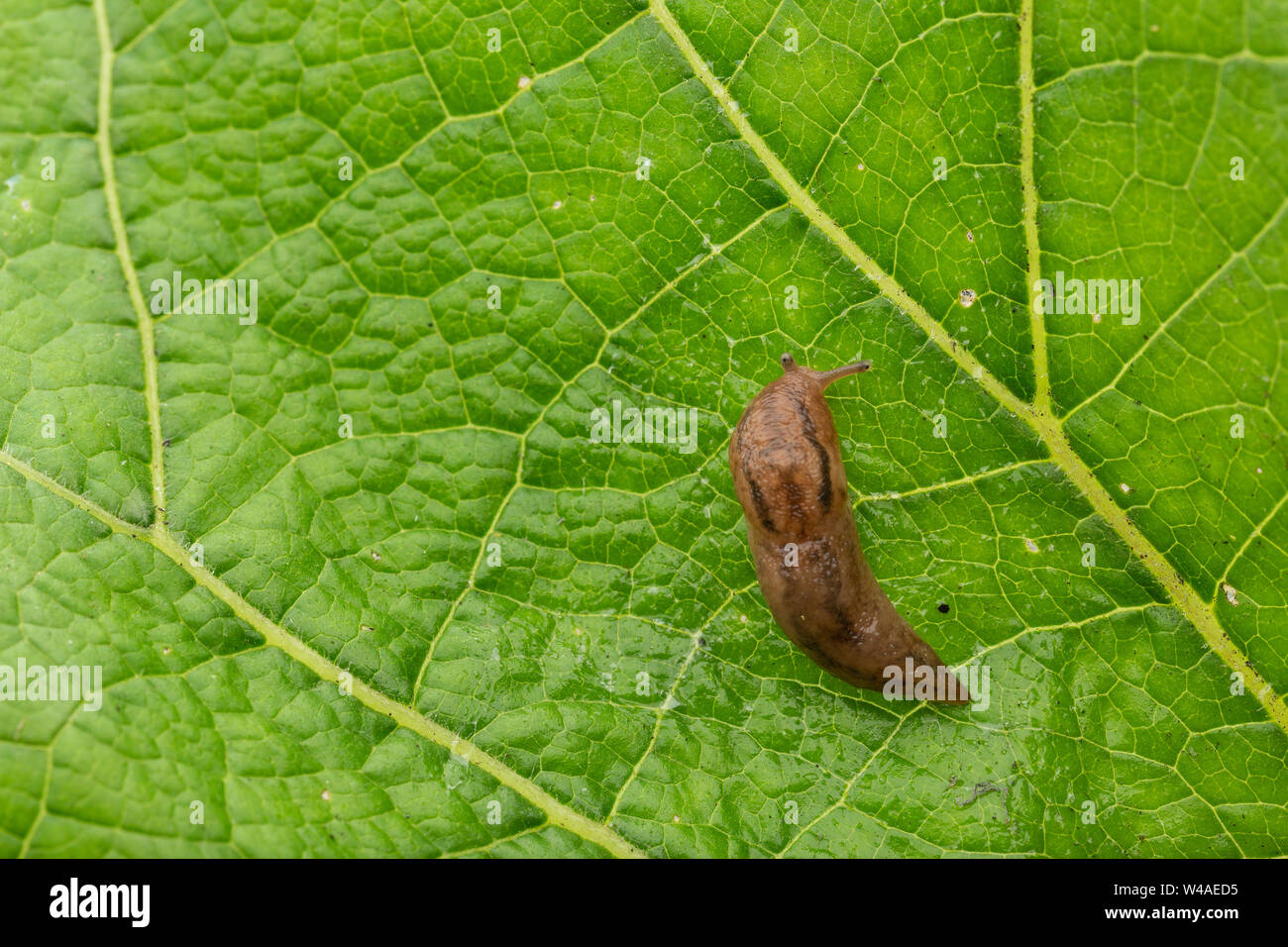 Trois ibérique (Ambigolimax valentianus bande slug) déménagement dans de grandes feuilles vert texturé Banque D'Images