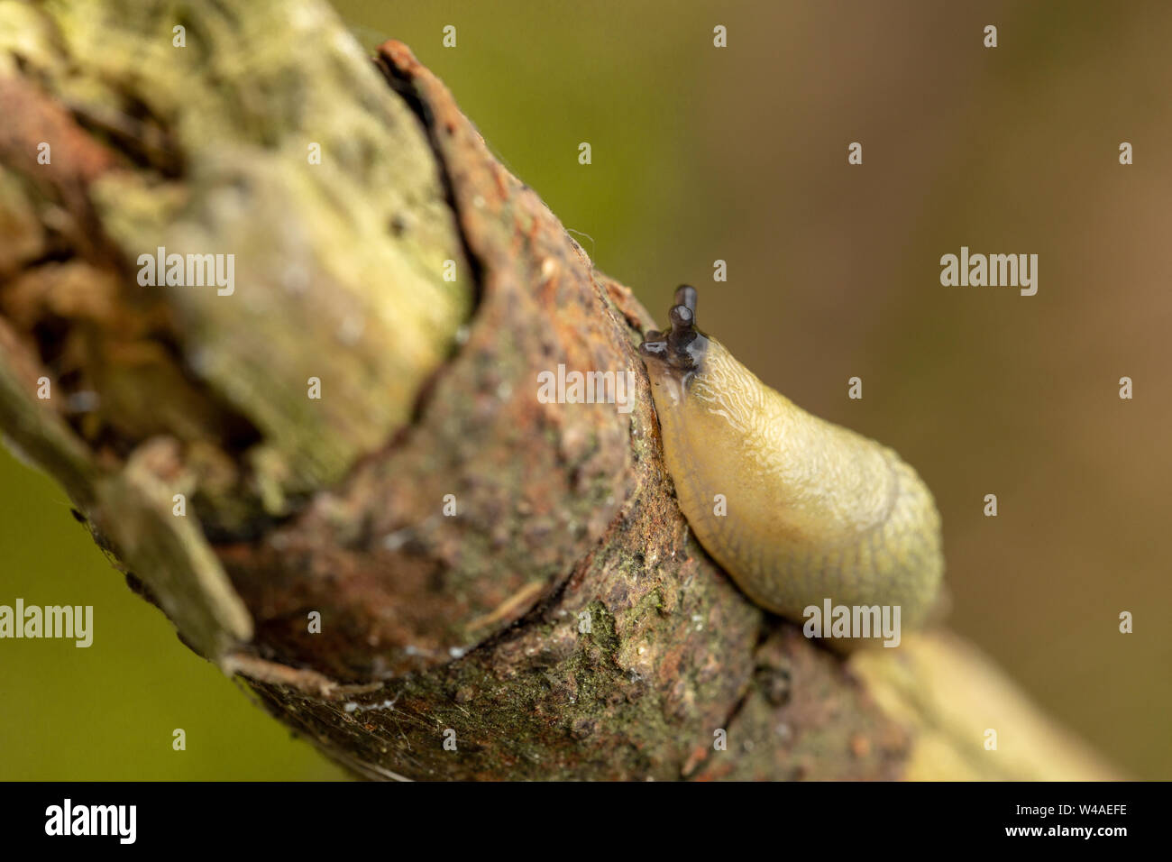 À semelle Vert slug (Arion) flagellus escalade une branche de droite à gauche dans la forêt de Thetford Banque D'Images