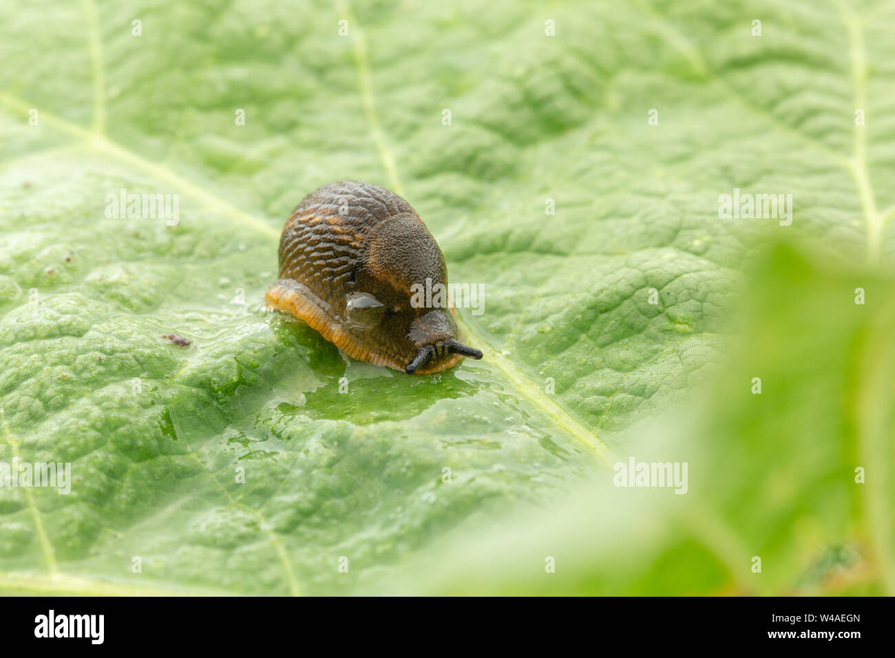 Arion subfuscus slug (sombre) blowing bubbles slime de ses pores respiratoires tout en s'assit sur une grande feuille verte texturée avec flou d'avant Banque D'Images