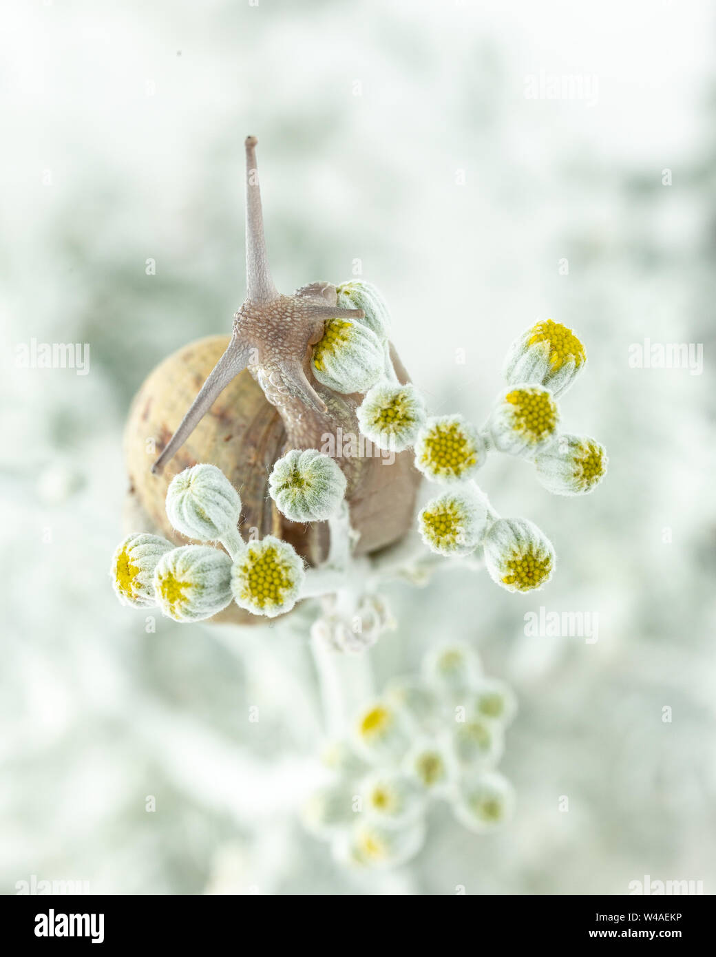 Escargot romain (Helix pomatia) l'ascension d'une usine de blanc avec des fleurs jaunes en hiver avec de la neige dans l'arrière-plan Banque D'Images