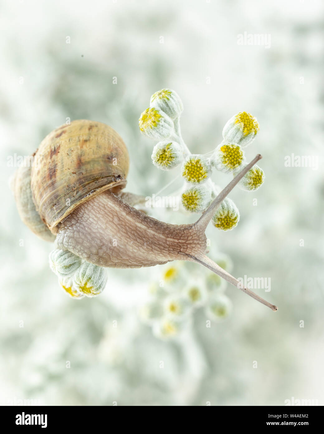 Escargot romain (Helix pomatia) l'ascension d'une usine de blanc avec des fleurs jaunes en hiver avec de la neige dans l'arrière-plan Banque D'Images