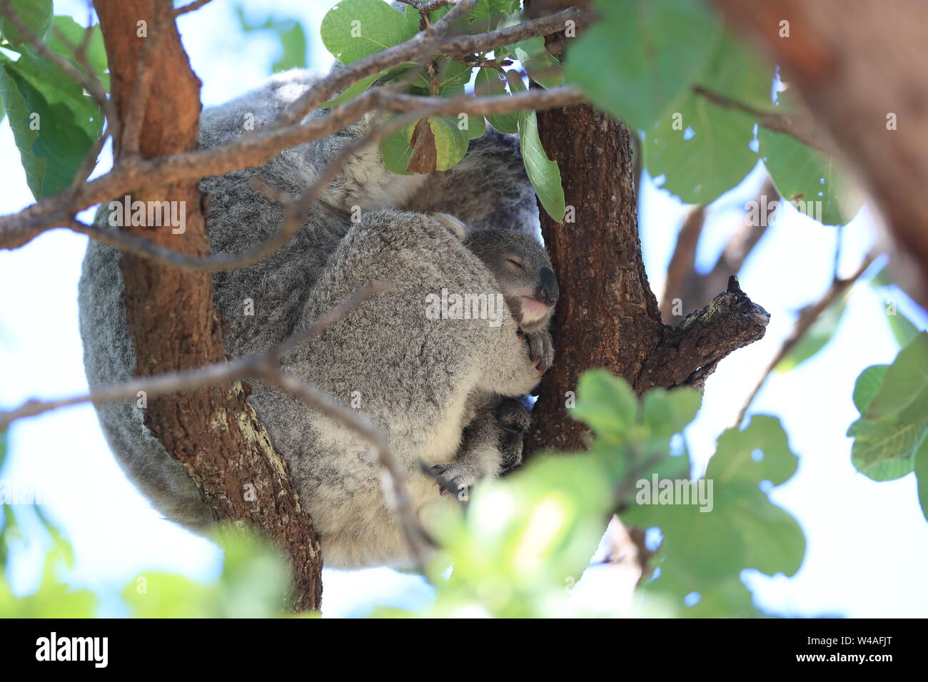 Un bébé koala et mère assis dans un gommier sur Magnetic Island, Queensland, Australie Banque D'Images