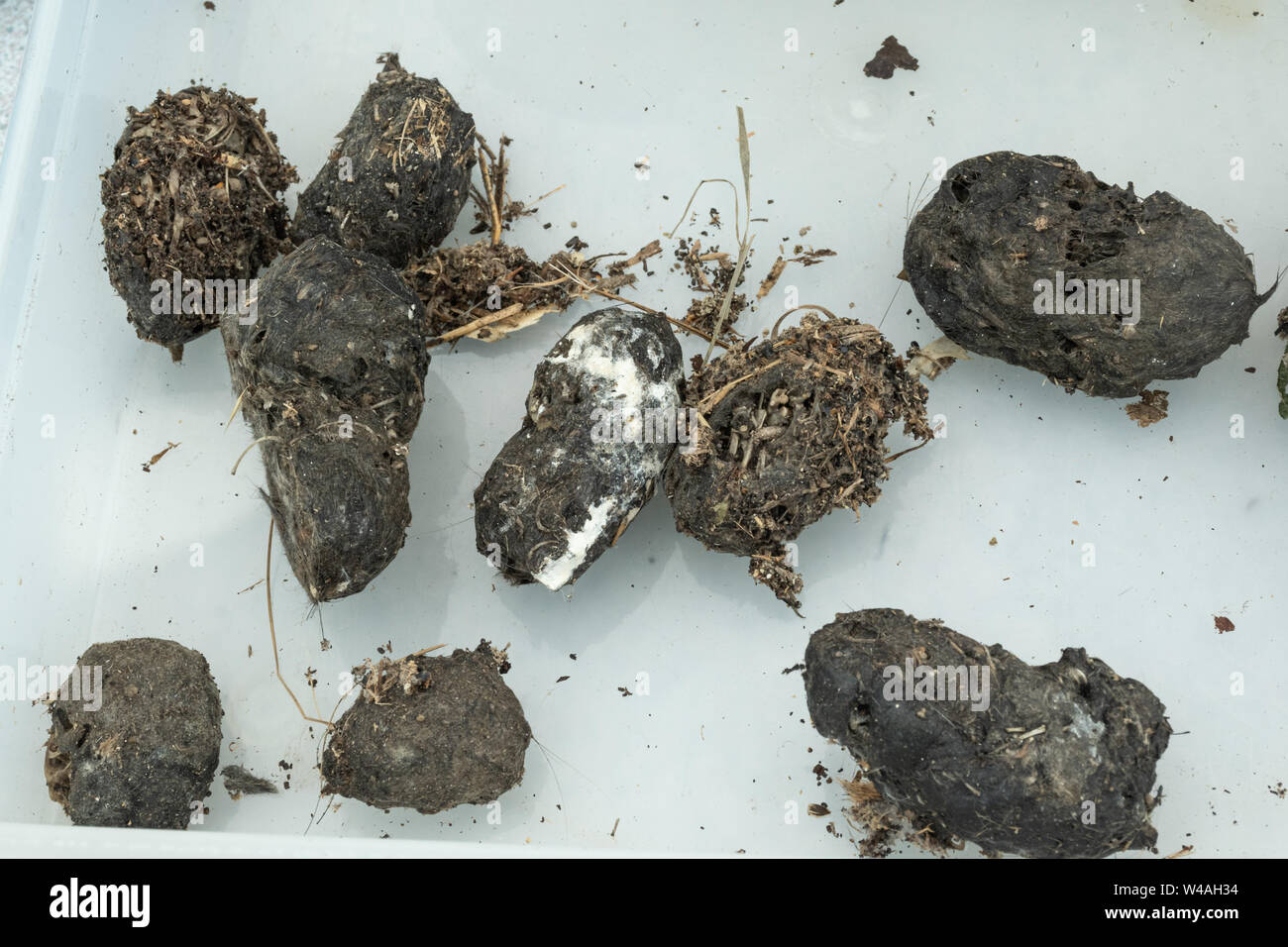 Effraie des clochers (Tyto alba) plomb recueillie pour un événement bioblitz, UK Banque D'Images