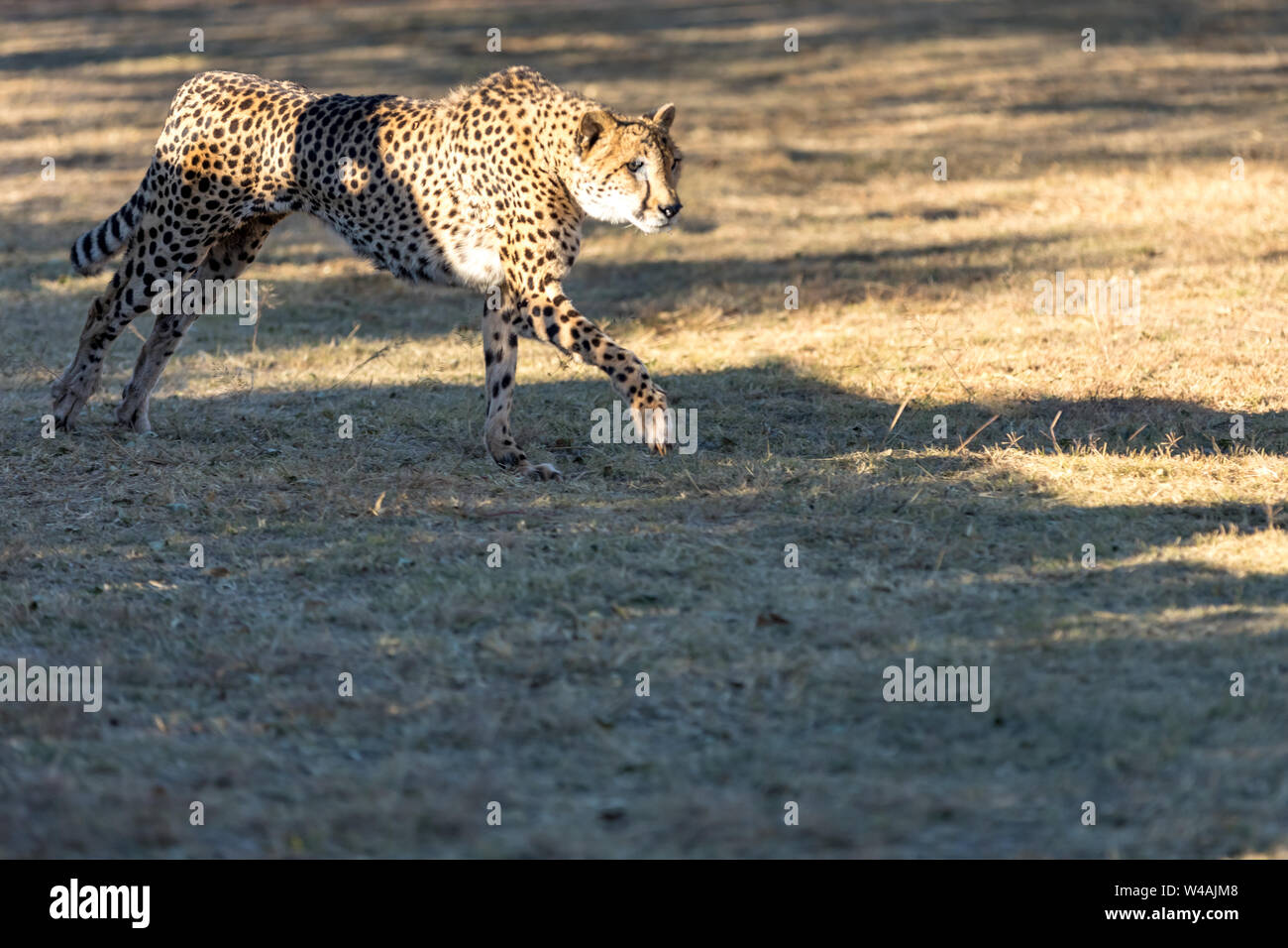 Cheetah tournant en Afrique du Sud, Acinonyx jubatus. Guepardo. Banque D'Images