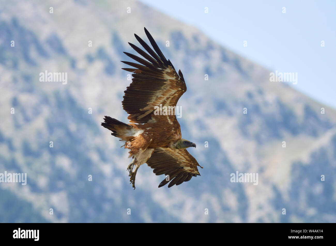 Un vautour fauve (Gyps fulvus), volant avec des montagnes en arrière-plan dans la vallée de Chistau (Sobrarbe, Huesca, Pyrénées, Aragon, Espagne) Banque D'Images