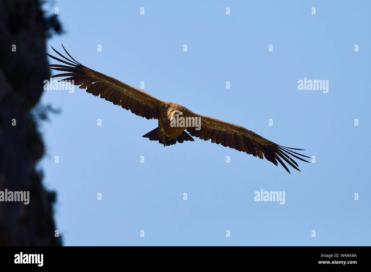 Un vautour fauve (Gyps fulvus) voler contre ciel bleu dans la vallée de Chistau (Sobrarbe, Huesca, Pyrénées, Aragon, Espagne) Banque D'Images