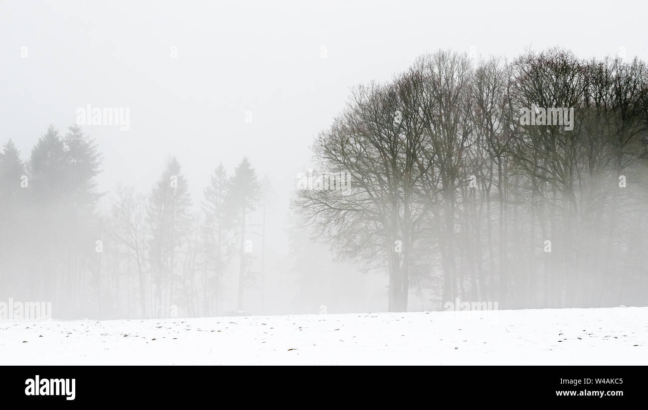 Panorama de paysage de forêt en hiver avec champ couvert de neige Banque D'Images