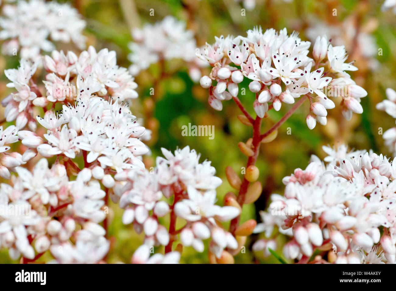 Orpin blanc (sedum album), close up d'un groupe de plantes à fleurs. Banque D'Images