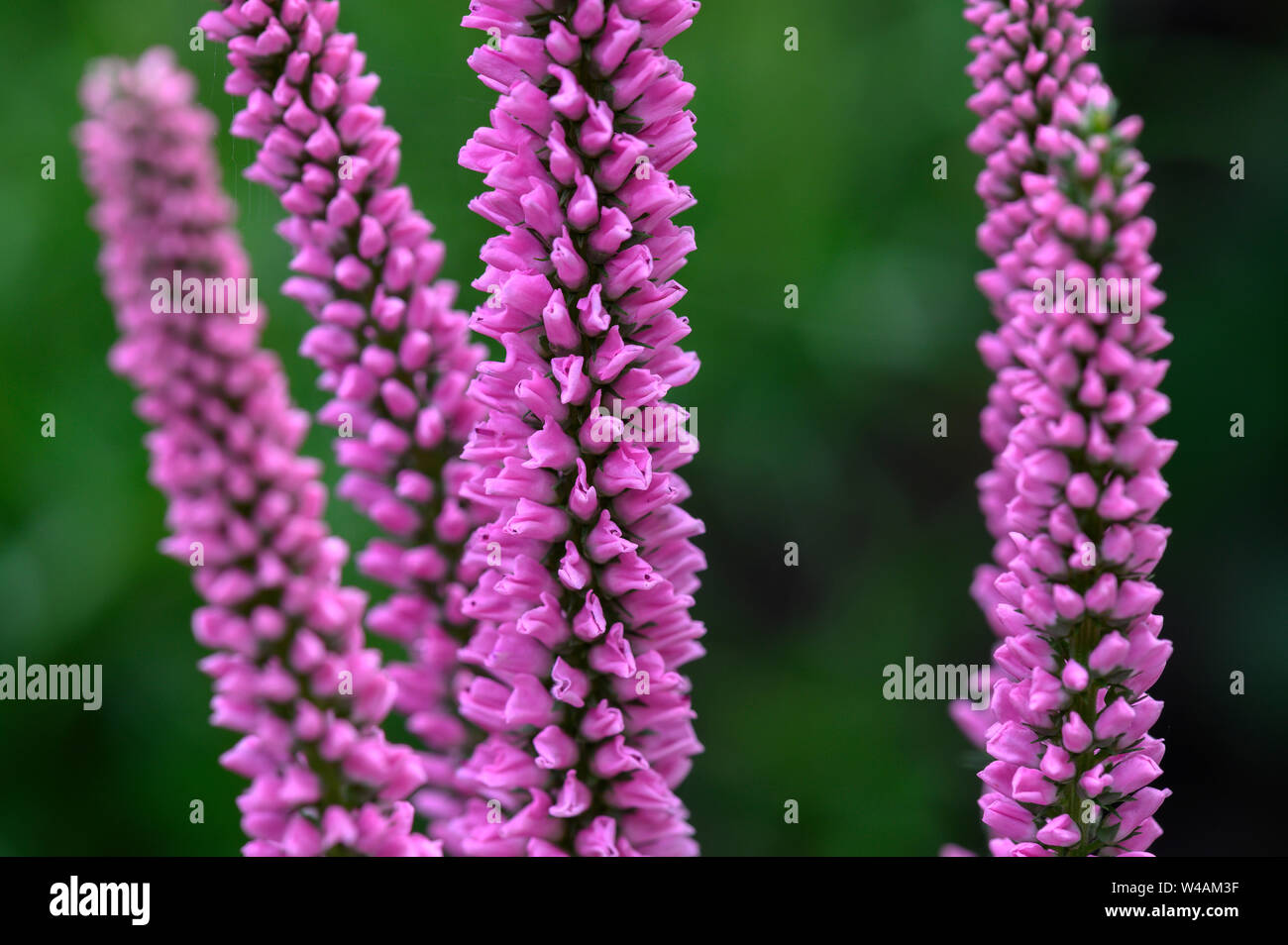 Lupin fleurit dans un jardin anglais Banque D'Images