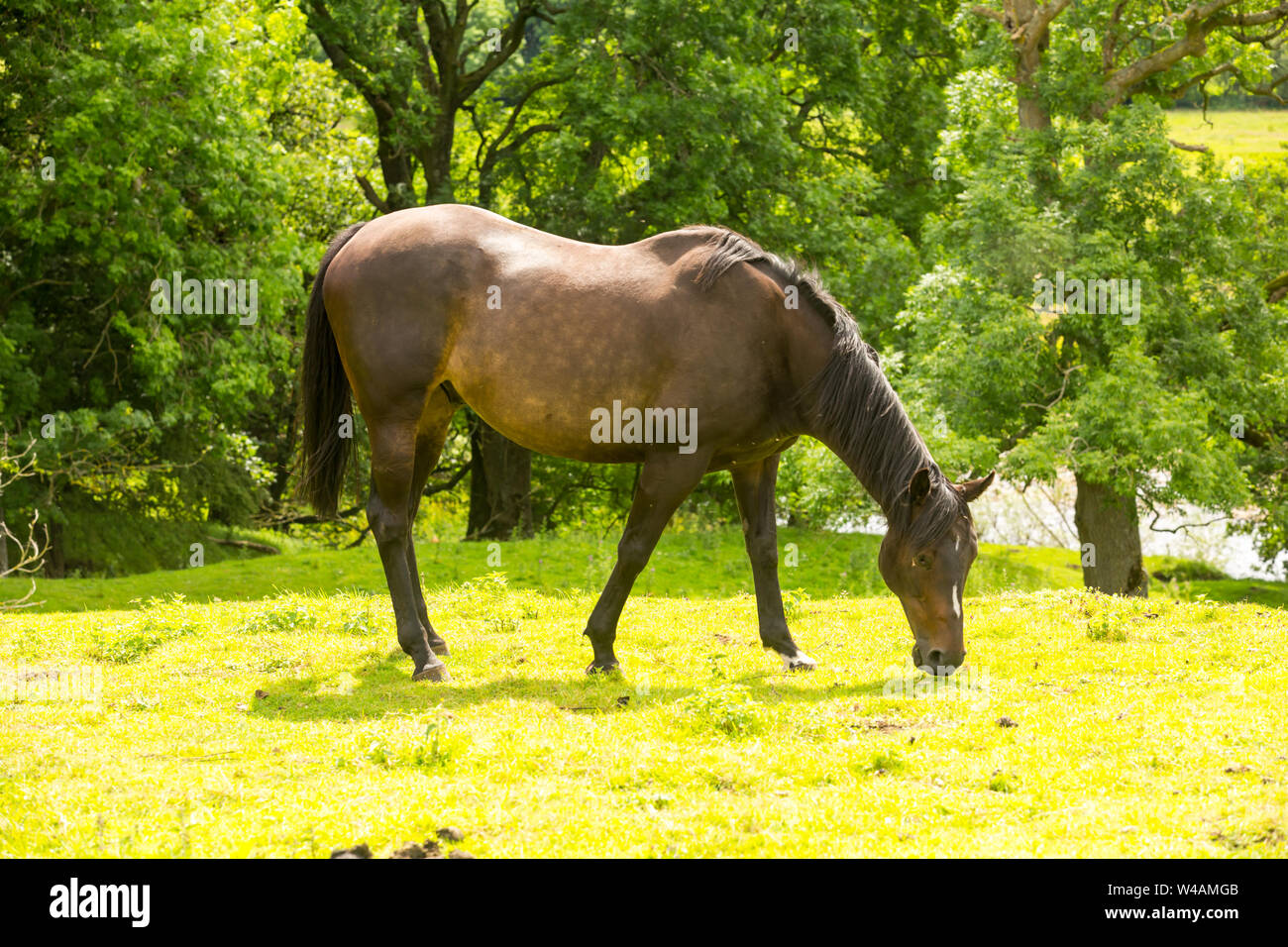 Cheval, belle jument baie paissant dans une verte prairie dans les vallées du Yorkshire, England, UK. Face à la droite. Paysage, l'espace horizontal, pour copie. Banque D'Images