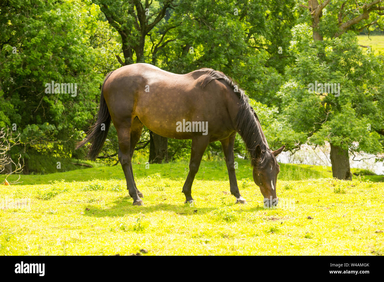 Cheval, belle jument baie paissant dans une verte prairie dans les vallées du Yorkshire, England, UK. Face à la droite. Paysage, l'espace horizontal, pour copie. Banque D'Images
