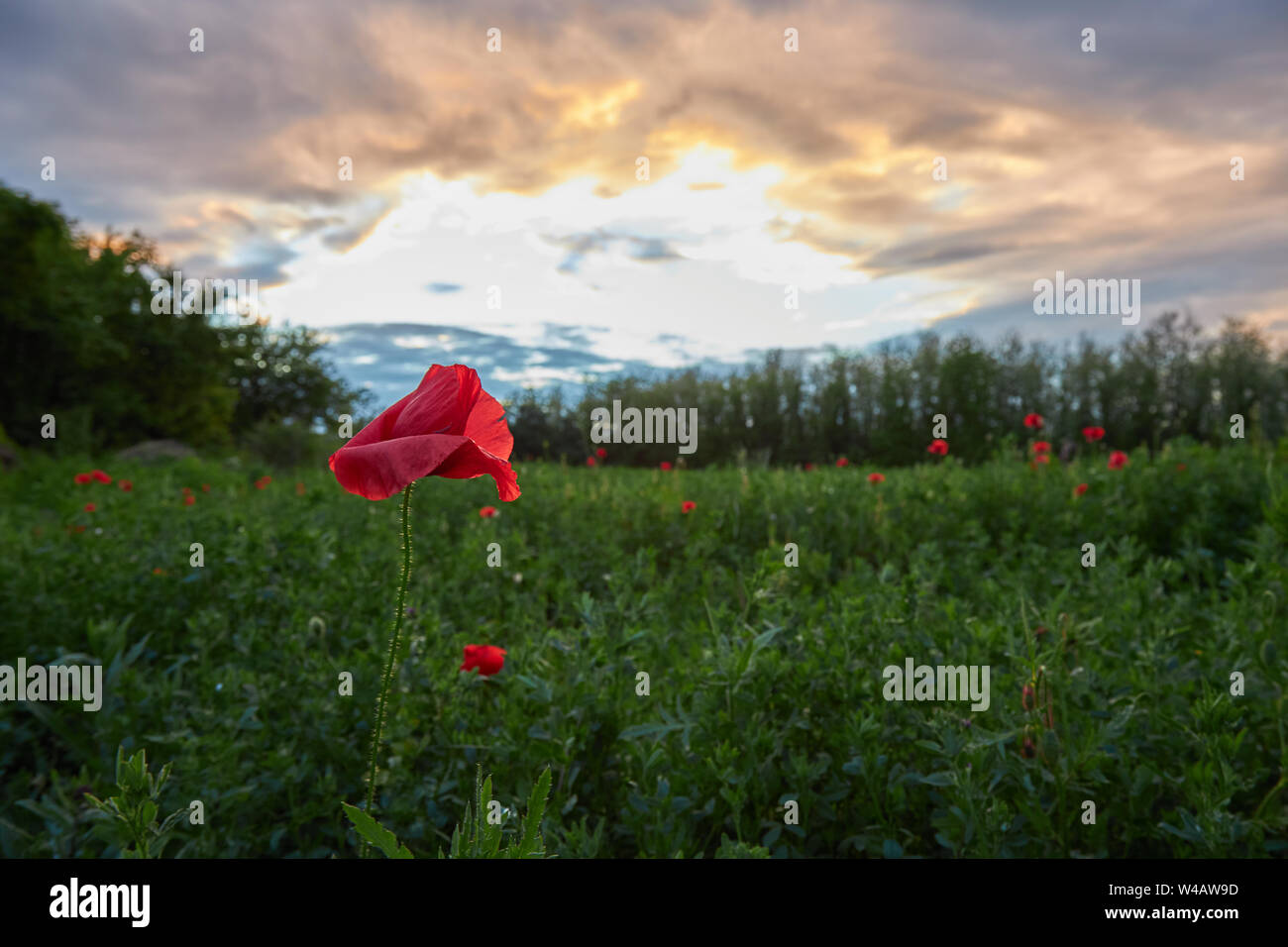 Printemps photo dans une prairie avec des fleurs de pavot à temps le soir Banque D'Images