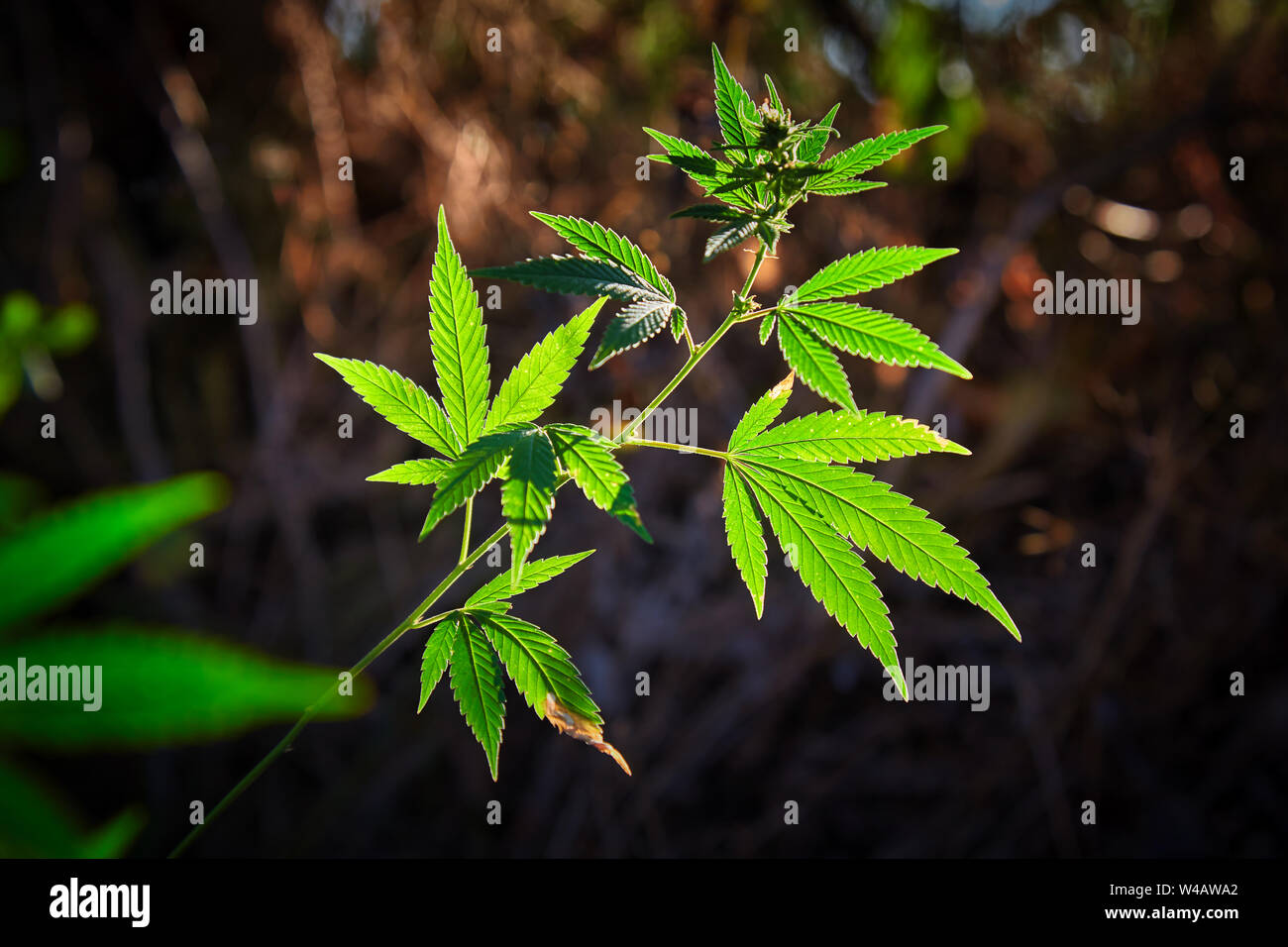 Plante de cannabis avec la lumière du soleil sur la prairie Banque D'Images