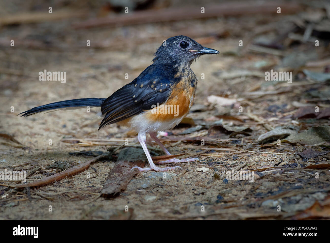 Shama à croupion blanc - Copsychus malabaricus passereau de la famille des Ardéidés. Originaire de végétation dense dans le subcont Banque D'Images