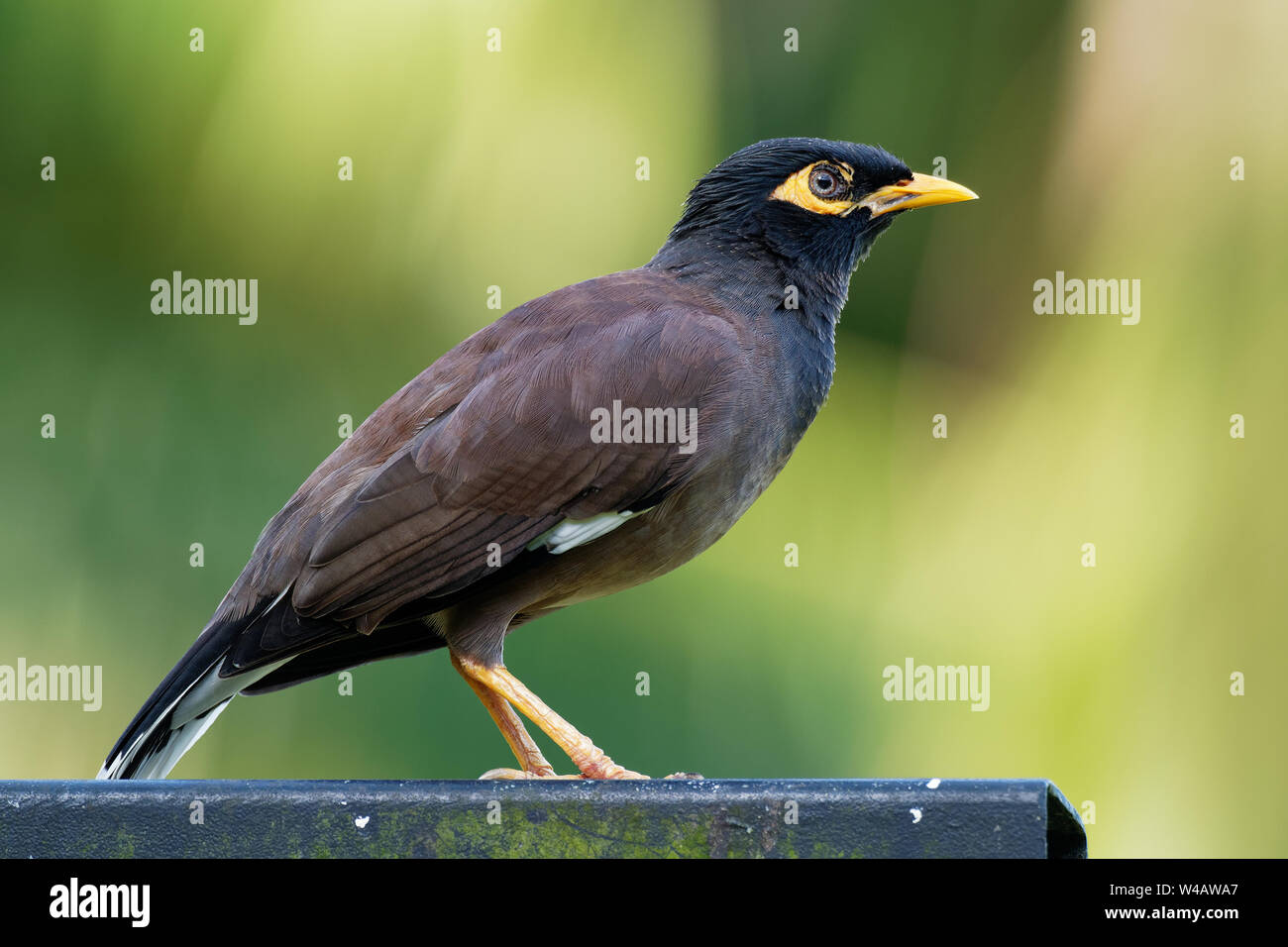 - Acridotheres tristis Common Myna ou Indian myna , parfois orthographié mynah,membre de la famille des Fringillidae (étourneaux et mynas) pour dire que, originaire de l'Asie, Banque D'Images