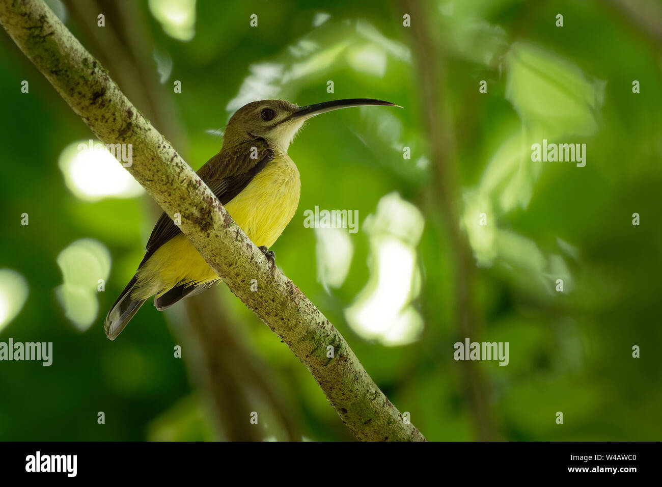 Peu Spiderhunter - Arachnothera longirostra espèce de nectar à long bec oiseau allaitement au sein de la famille des Nectariniidae trouvés dans les forêts humides de Banque D'Images
