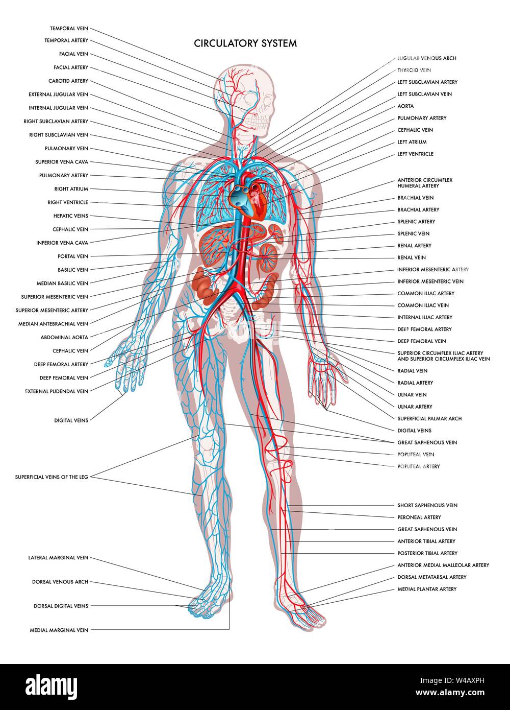 Diagramme étiqueté indiquant les détails du corps humain l'appareil circulatoire. Illustration de Vecteur