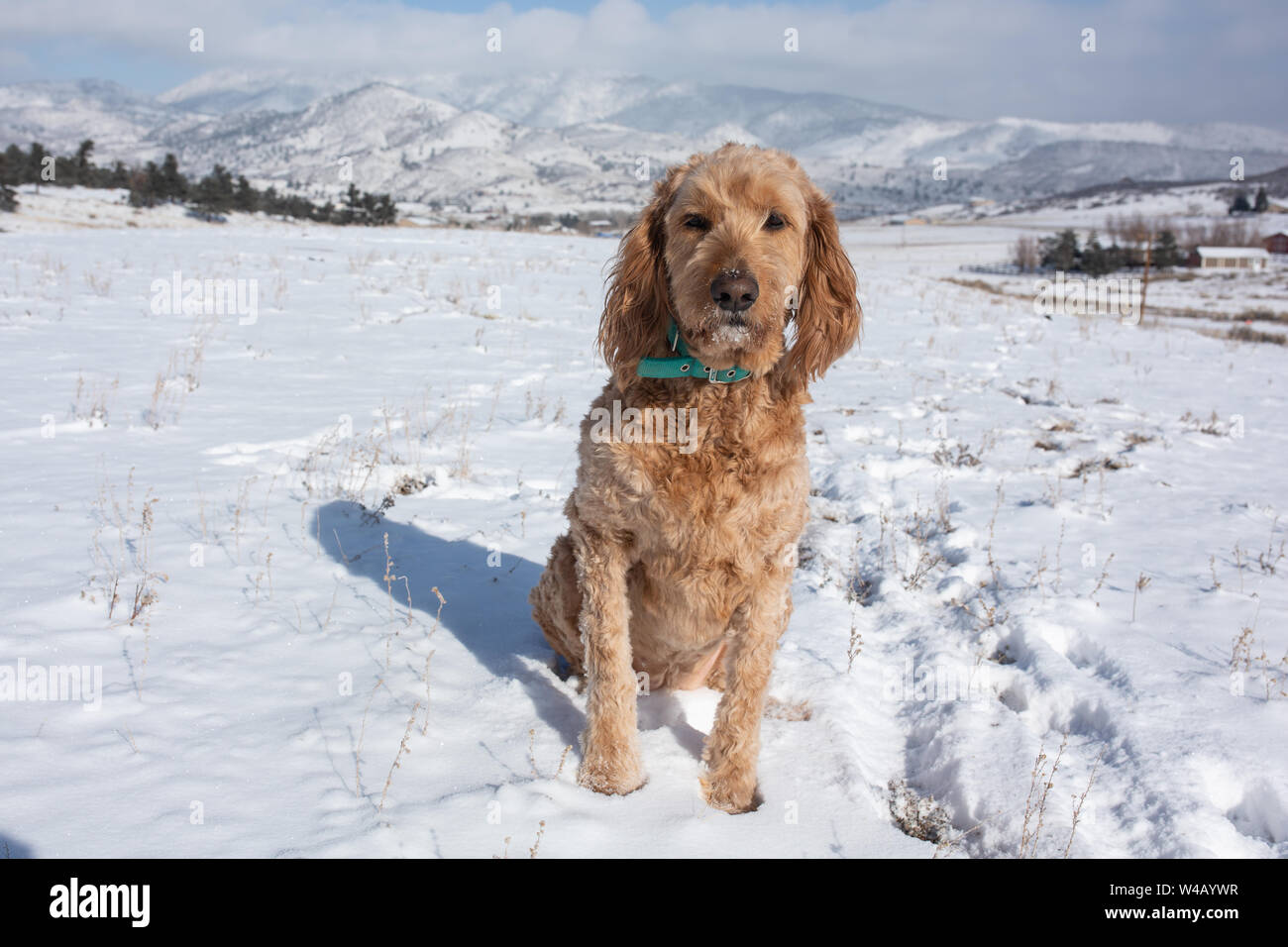 Chien dans champ neigeux avec des montagnes en arrière-plan Banque D'Images