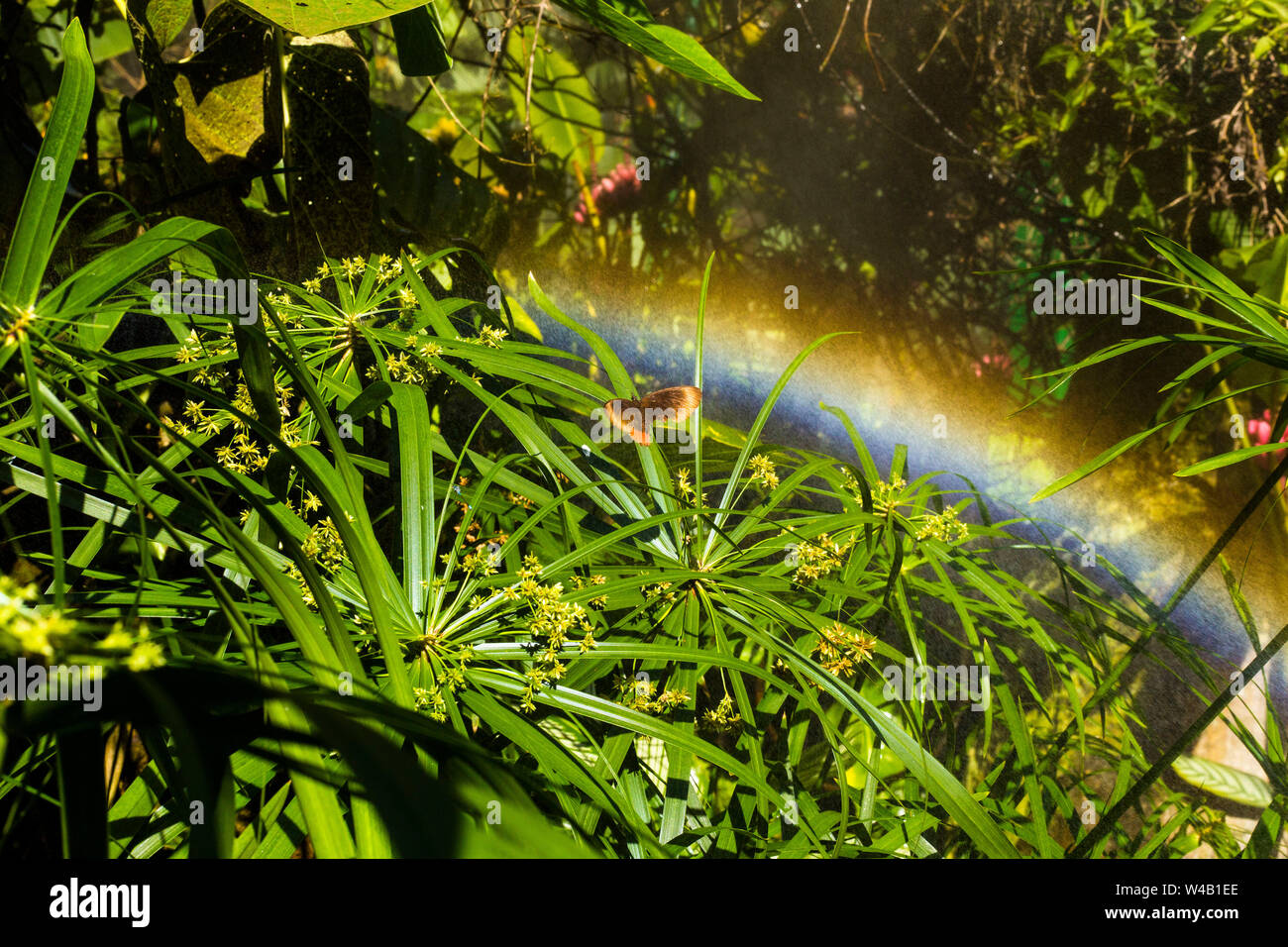 Papillon arc en ciel Banque de photographies et d’images à haute