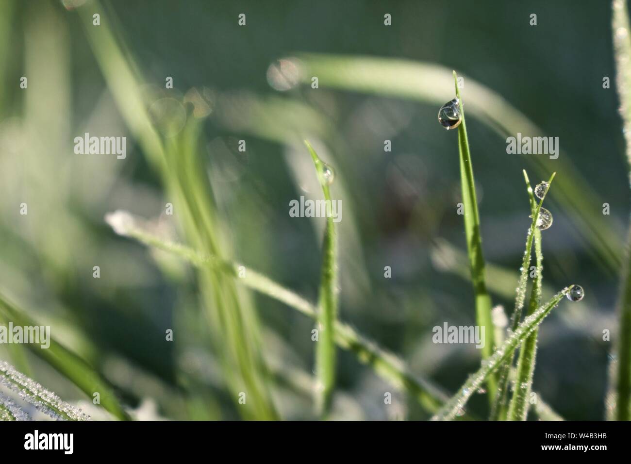 Des gouttelettes d'eau sur un seul brin d'herbe dans un jardin dans le Shropshire, Angleterre Banque D'Images
