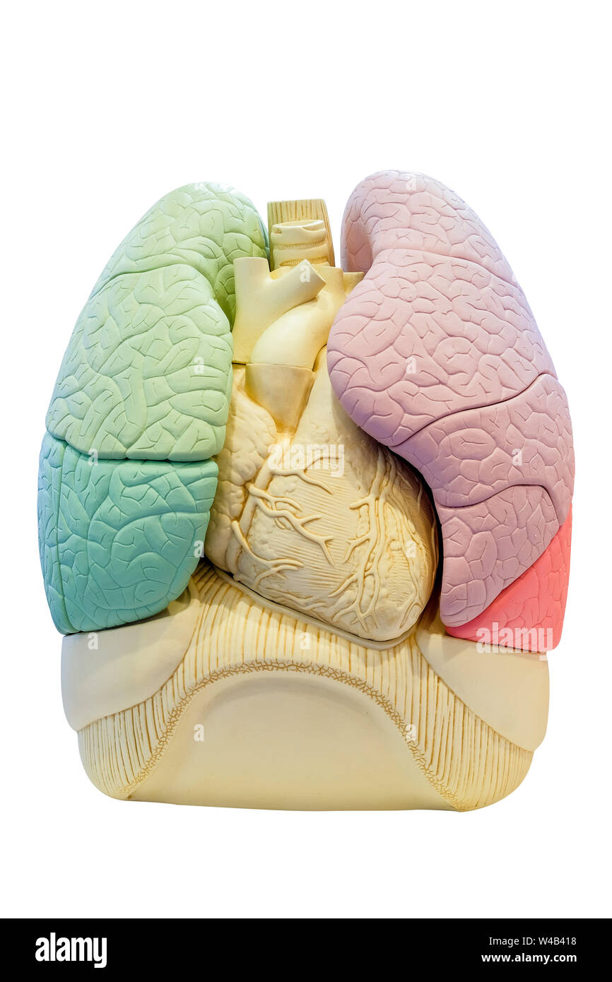 Segment anatomie modèle pulmonaire, les organes internes du corps humain pour utilisation dans l'enseignement médical, isolé sur fond blanc. Banque D'Images