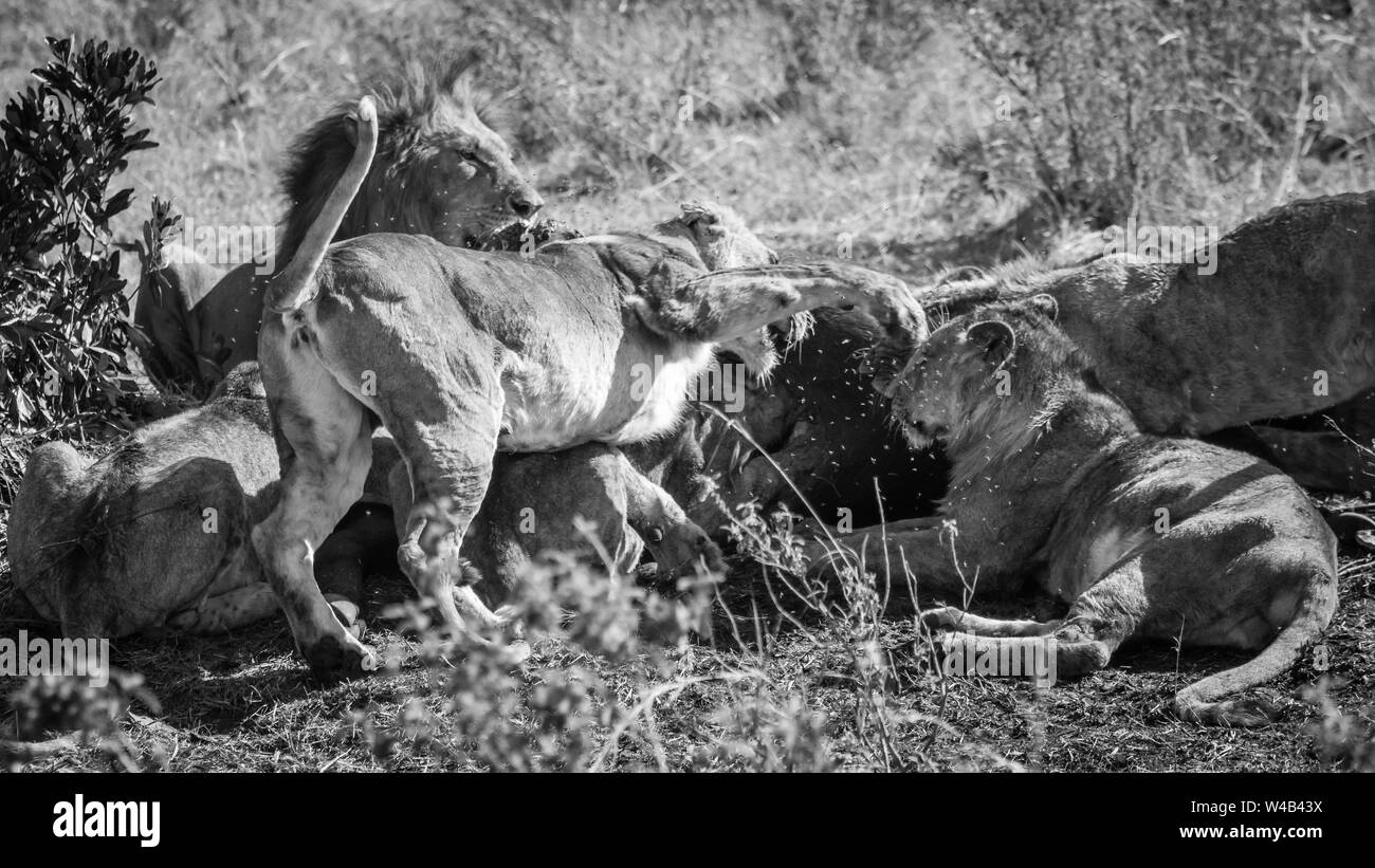 Narok, Kenya. Le 6 février 2011. Une troupe de lions (Panthera leo) fête sur buffalo kill dans le Masai Mara National Reserve. Banque D'Images