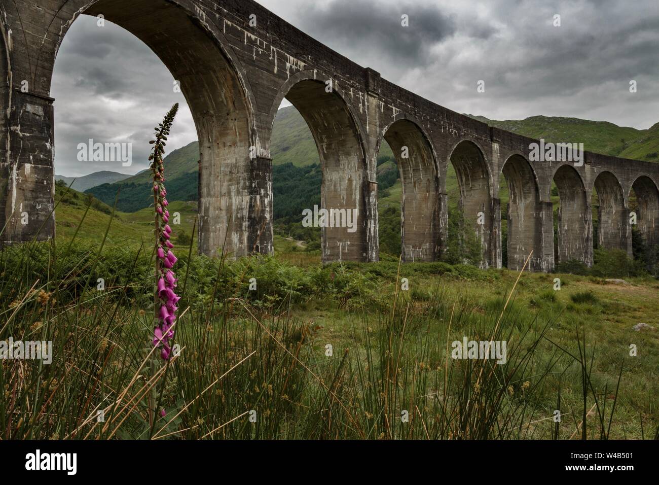 Foxglove en face du viaduc de Glenfinnan, Ecosse, lieu de tournage de Harry Potter Banque D'Images
